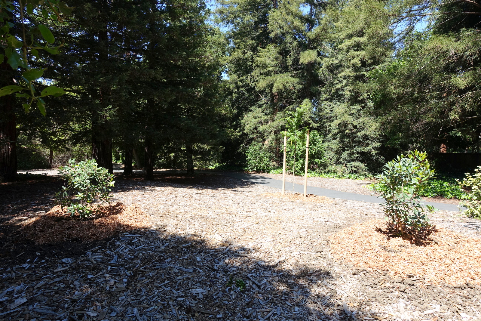 Three newly planted trees